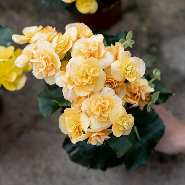 Gros plan, femme, beau, jaune, fleurs