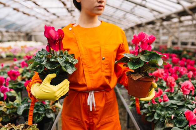 Gros plan, femme, jardinier, tenue, deux, pots de fleurs roses, dans, serre