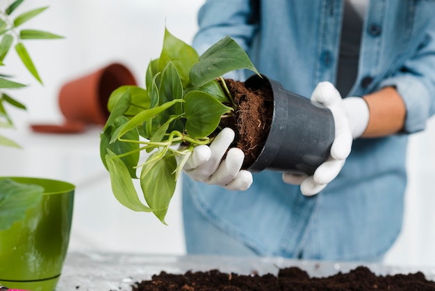 Gros plan, femme, planter, fleurs