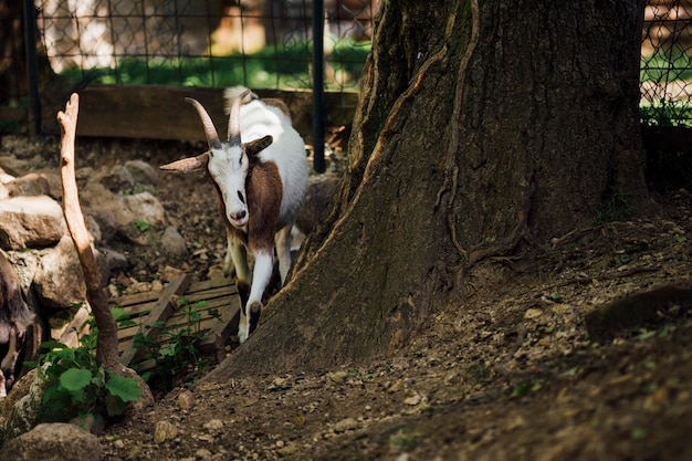 Gros plan, ferme, chèvre, près, arbre