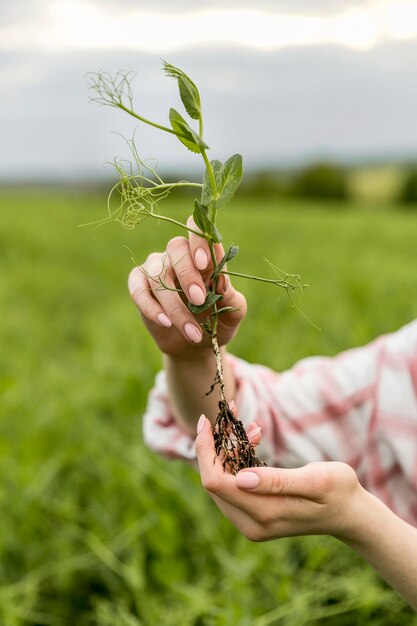 Gros plan, ferme, plante