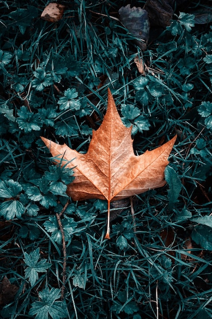 Gros plan d'une feuille d'érable sèche sur l'herbe verte