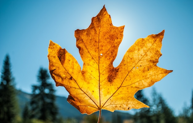 Gros plan d'une feuille d'érable sèche jaune tenue et ciel bleu sur une journée ensoleillée