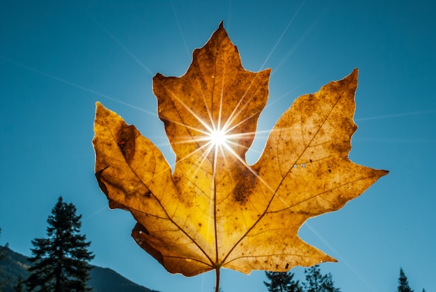 Gros plan d'une feuille d'érable sèche jaune tenue avec des rayons de soleil scintillant à travers