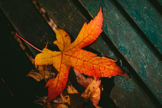 Gros plan d'une feuille d'érable sèche sur une surface en bois