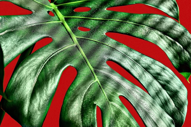 Gros plan de feuille de Monstera gouttes de rosée sur la feuille stries de soleil ombres des stores mise au point sélective fond rouge fond ou idée de fond d'écran