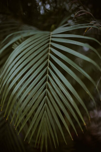 Gros plan sur une feuille de palmier vert avec de l'obscurité