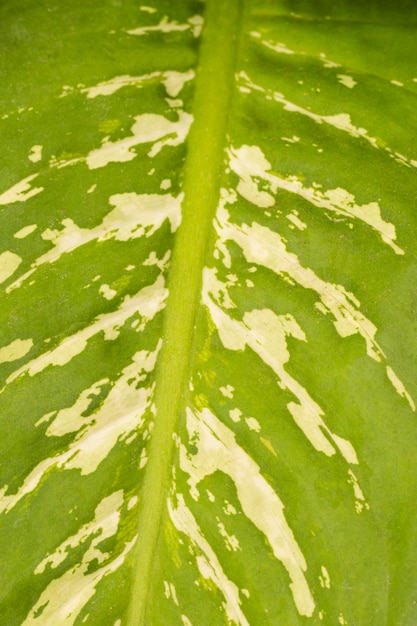 Photo gratuite gros plan d'une feuille de plante intéressante