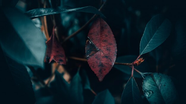 Gros plan d'une feuille rouge entourée de feuilles vertes avec un flou