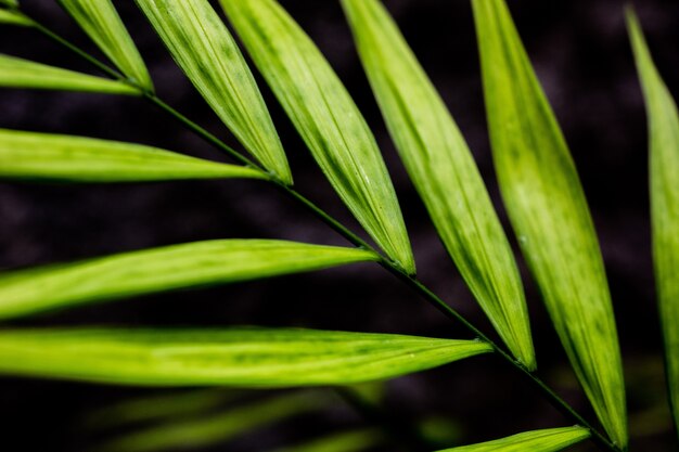 Gros plan d'une feuille vert vif isolé sur un arrière-plan flou