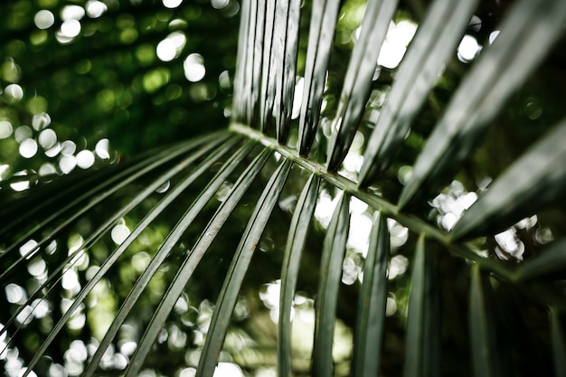 Gros plan d'une feuille verte avec un arrière-plan flou