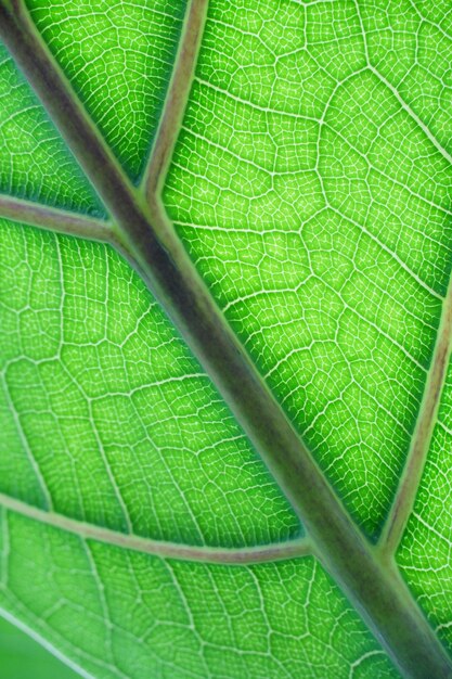 Gros plan d'une feuille verte contre le soleil