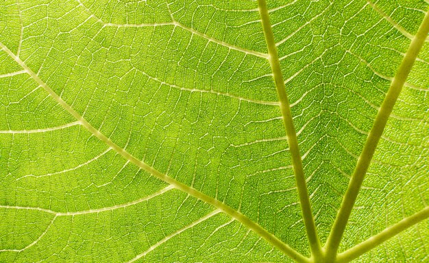 Gros plan, de, feuille verte