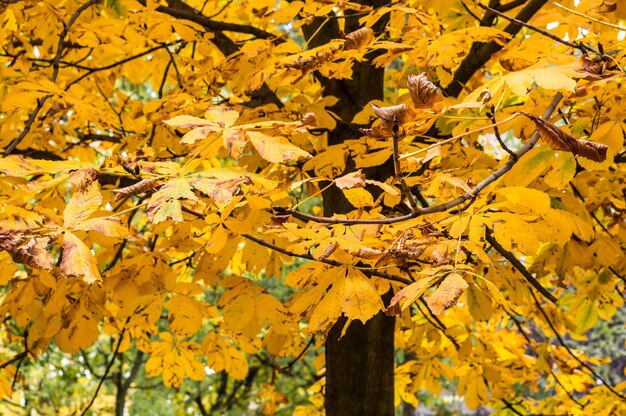 Gros plan de feuilles d'automne jaunes sur un arbre