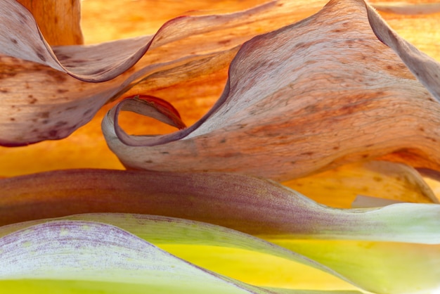 Photo gratuite gros plan de feuilles brunes et vertes pendant la journée