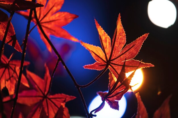 Gros plan des feuilles d'érable orange