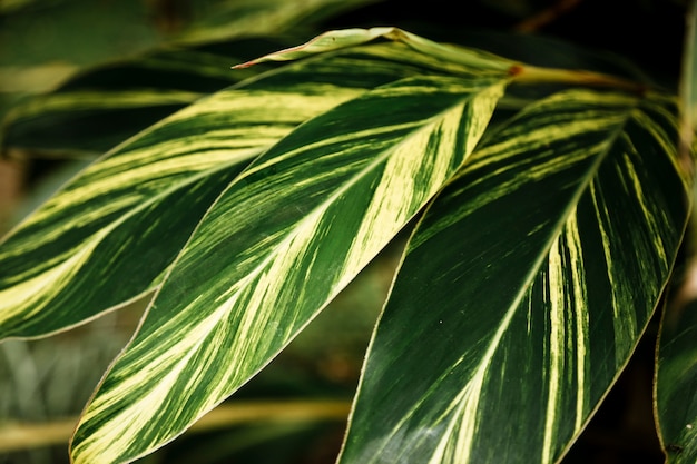 Gros plan de feuilles exotiques