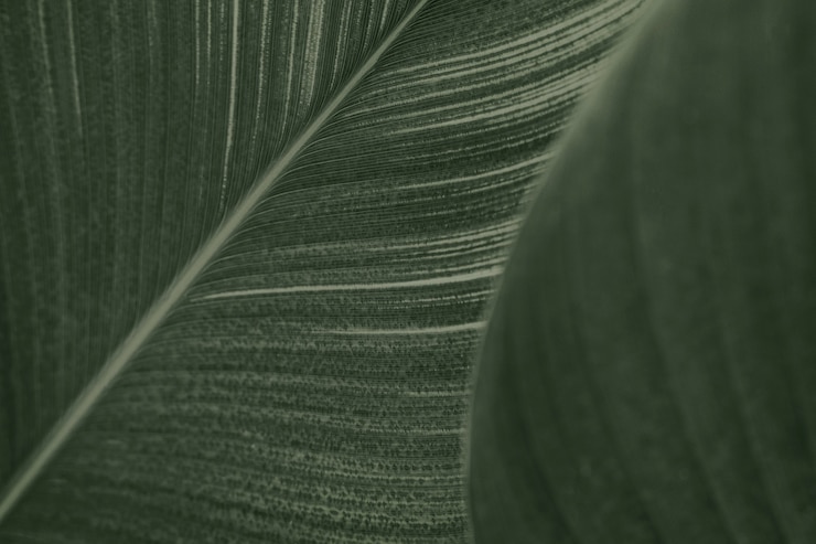 Photo gratuit gros plan de feuilles de fleurs de cigare vert