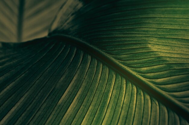 Gros plan de feuilles de fleurs de cigare vert