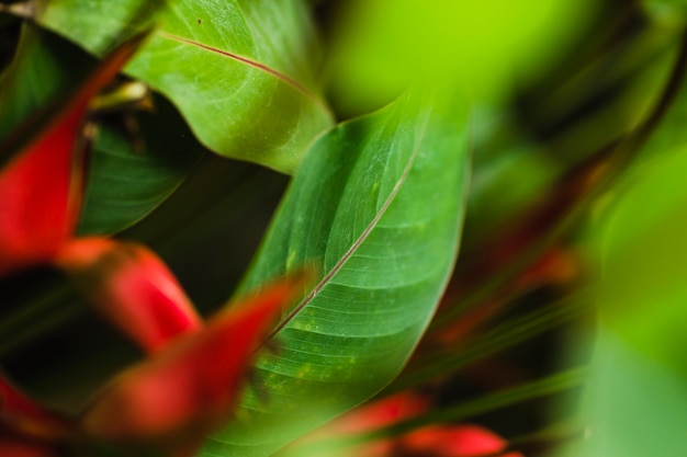 Gros plan de feuilles et de fleurs