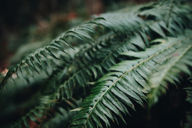 Gros plan de feuilles de fougère dans un jardin sous la lumière du soleil avec un arrière-plan flou