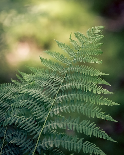 Gros plan de feuilles de fougère sous la lumière du soleil avec un arrière-plan flou