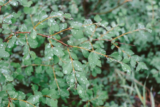 Gros plan des feuilles avec des gouttes d'eau et un fond naturel flou