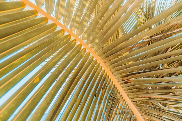 Gros plan de feuilles de noix de coco avec fond de ciel