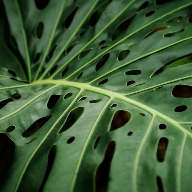 Gros plan de feuilles de philodendron tropical