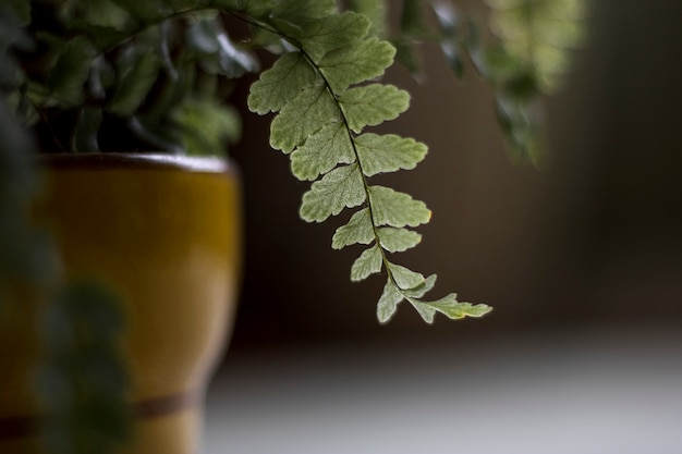 Gros plan des feuilles d'une plante dans un bol