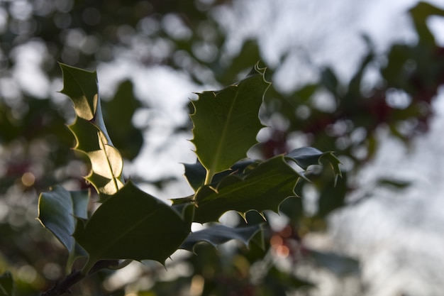 Gros plan sur les feuilles d'une plante vasculaire