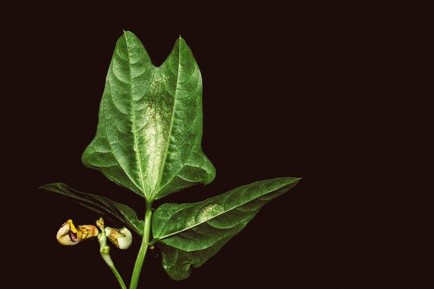 Gros plan de feuilles de plantes de haricots à la nuit