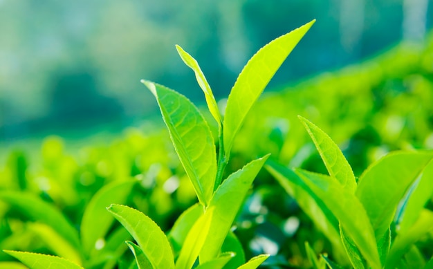 Gros plan de feuilles de thé dans une ferme au Sri Lanka