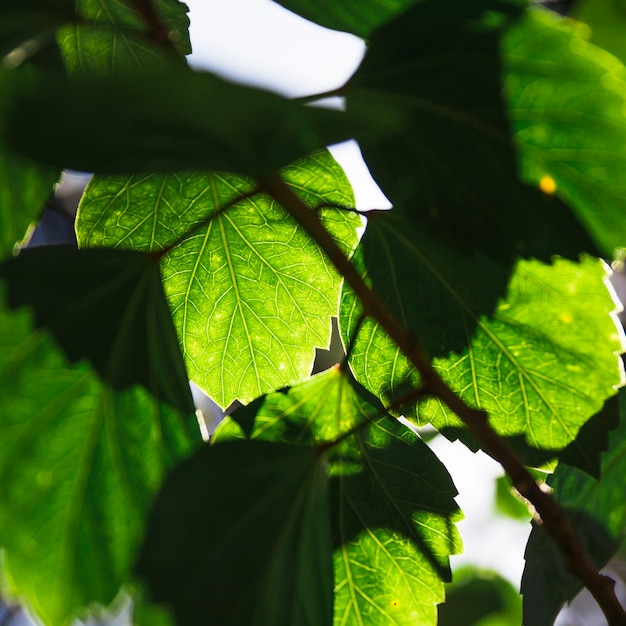 Photo gratuite gros plan, feuilles, tremble