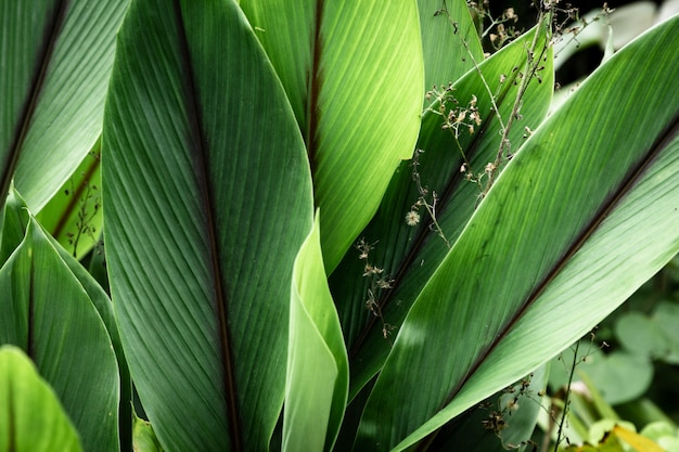 Gros plan de feuilles tropicales vertes