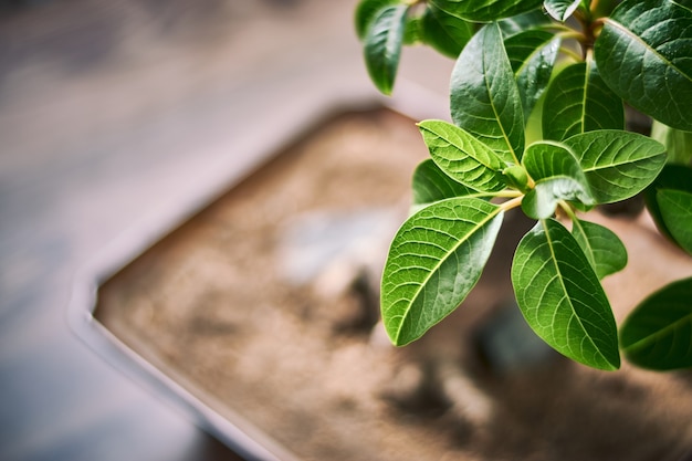 Gros plan de feuilles vert vif avec un arrière-plan flou