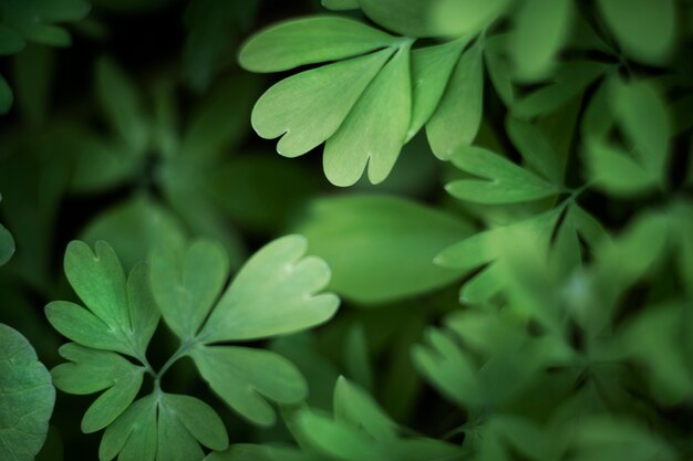 Gros plan sur des feuilles vertes dans la nature