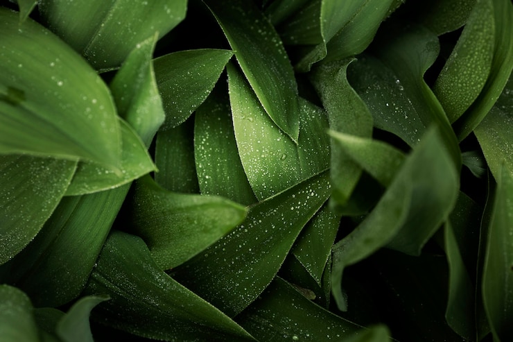 Photo gratuit gros plan sur des feuilles vertes dans la nature
