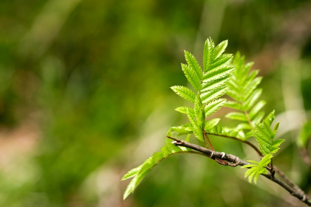 Gros plan sur des feuilles vertes dans la nature