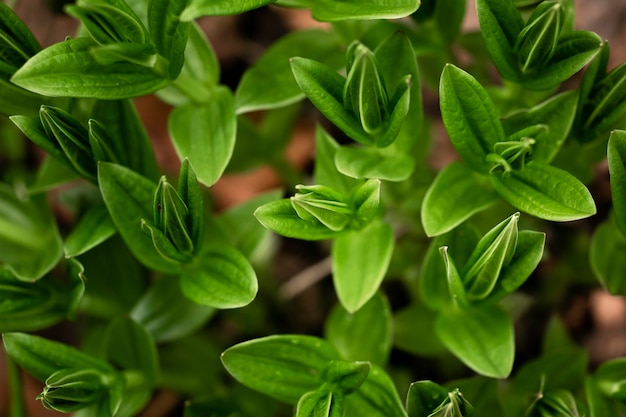 Gros plan sur des feuilles vertes dans la nature