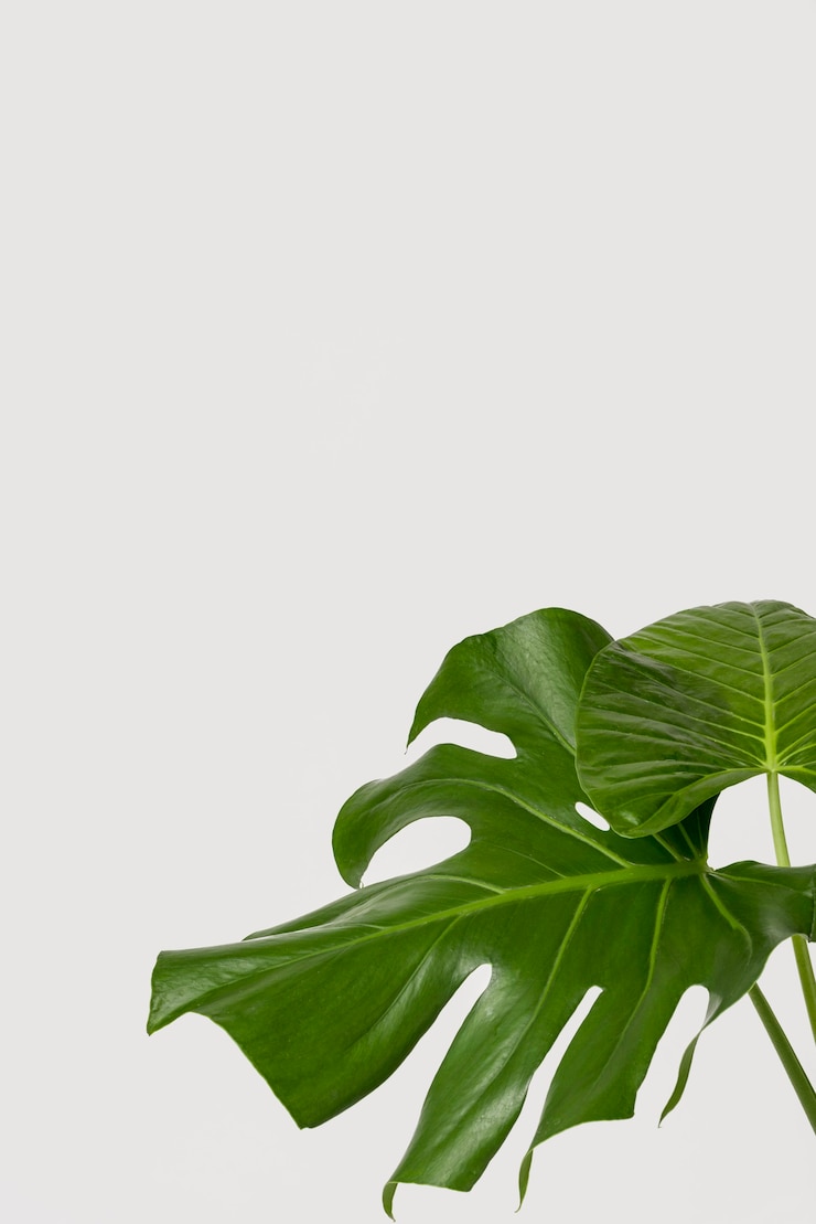 Photo gratuit gros plan des feuilles vertes avec espace copie