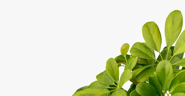Photo gratuit gros plan des feuilles vertes avec espace copie