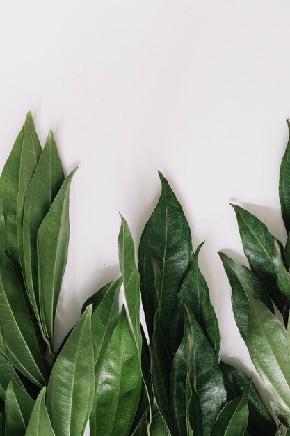 Gros plan de feuilles vertes isolés sur fond blanc