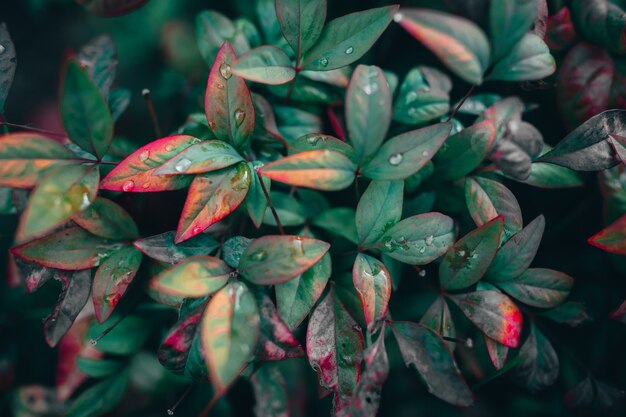 Gros plan de feuilles vertes et rouges couvertes de gouttes de rosée