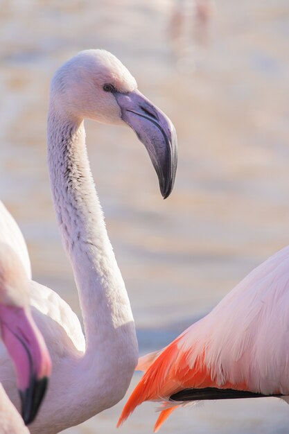 Gros plan d'un flamant rose montrant son bec incurvé distinct