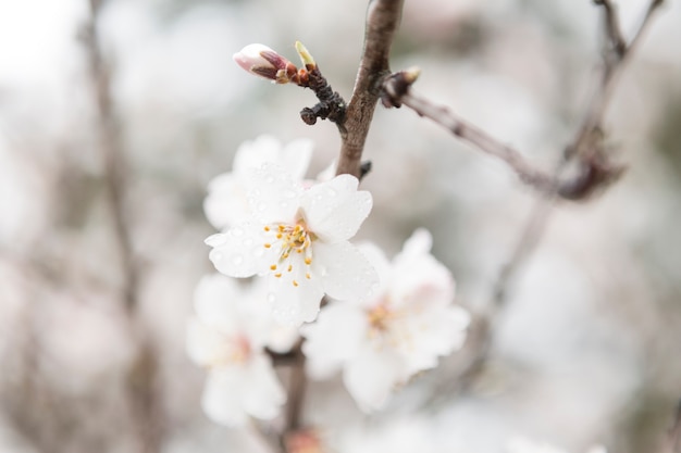 Gros plan de la fleur blanche avec des gouttes d&#39;eau et arrière-plan flou