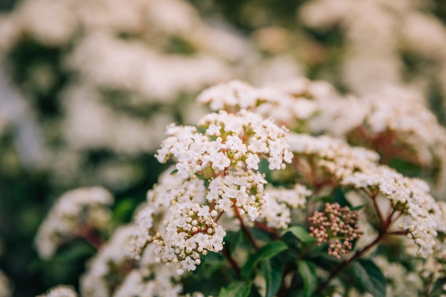 Photo gratuite gros plan, fleur blanche, printemps