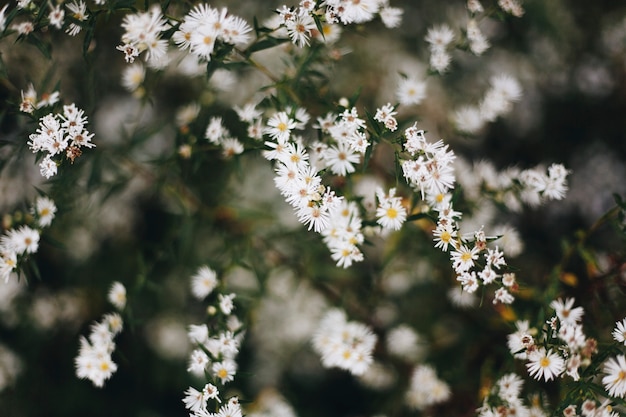 Photo gratuite gros plan d'une fleur blanche