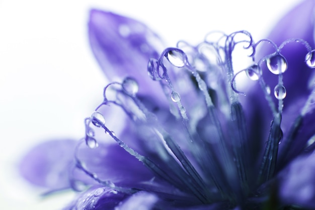 Gros plan de fleur de bleuet bleu