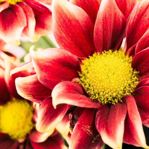 Gros plan fleur de chrysanthème rouge et jaune